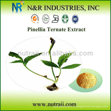 Fournisseur fiable Ternate Pinellia Extract Powder